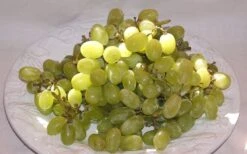 Thompson Seedless Grape Vine - 1 Gallon Pot 7 Thompson Seedless Grape Vine - 1 Gallon Pot -Wilson Bros Gardens 10092 thompson seedless grape