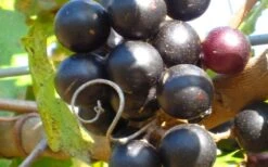 Lane Muscadine Grape Vine (Self Fertile) - 1 Gallon Pot 7 Lane Muscadine Grape Vine (Self Fertile) - 1 Gallon Pot -Wilson Bros Gardens 10133 lane muscadine