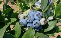 Biloxi Southern Highbush Blueberry - 1 Gallon Pot 7 Biloxi Southern Highbush Blueberry - 1 Gallon Pot -Wilson Bros Gardens 10151 biloxi blueberry