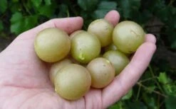 Summit Muscadine - 1 Gallon Pot -Wilson Bros Gardens 10470 summit muscadine