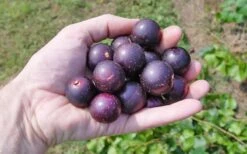 Nesbitt Muscadine Grape Vine - 1 Gallon Pot 7 Nesbitt Muscadine Grape Vine - 1 Gallon Pot -Wilson Bros Gardens 10547 nesbitt muscadine