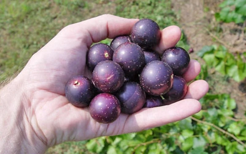 Nesbitt Muscadine Grape Vine - 1 Gallon Pot 4 Nesbitt Muscadine Grape Vine - 1 Gallon Pot - Image 4