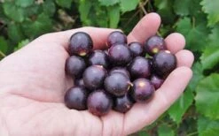 Noble Muscadine Grape Vine (Self Fertile) - 1 Gallon Pot -Wilson Bros Gardens 10548 noble muscadine