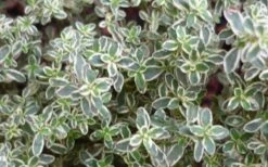 Silver Lemon Thyme - Thymus - 3 Pack Of Quart Pots -Wilson Bros Gardens 13143 silver lemon thyme