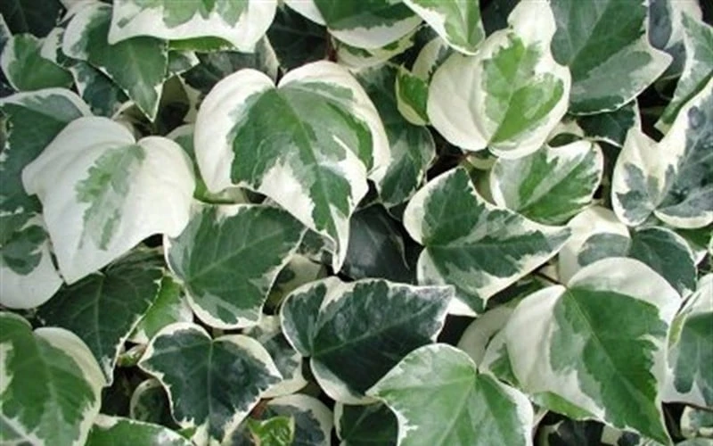 Variegated Algerian Ivy (Hedera Algeriensis 'Gloire De Marengo') - 6 Pack Of Pint Pots 7 Variegated Algerian Ivy (Hedera Algeriensis 'Gloire De Marengo') - 6 Pack Of Pint Pots - Image 7