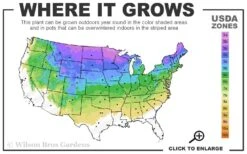 Dwarf Alberta Spruce - 1 Gallon Pot -Wilson Bros Gardens 3A 8A 18