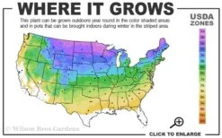 American Wild Plum Tree (Prunus Americana) - 3 Gallon Pot 10 American Wild Plum Tree (Prunus Americana) - 3 Gallon Pot -Wilson Bros Gardens 3a 8b 2