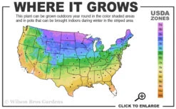 American Hornbeam (Ironwood Tree) - 7 Gallon Pot (6-7') 10 American Hornbeam (Ironwood Tree) - 7 Gallon Pot (6-7') -Wilson Bros Gardens 3a 9b 124