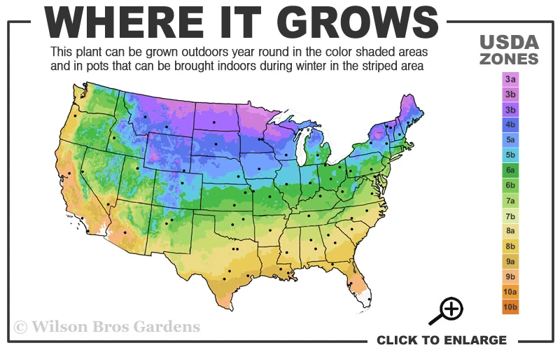 American Hornbeam (Ironwood Tree) - 1 Gallon Pot 3 American Hornbeam (Ironwood Tree) - 1 Gallon Pot - Image 3