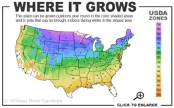 China Doll Fringetree - 2 Gallon Pot 8 China Doll Fringetree - 2 Gallon Pot -Wilson Bros Gardens 3b 9a 8