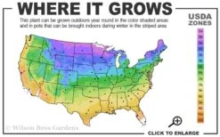 Iowa Juniper - 3 Gallon Pot 7 Iowa Juniper - 3 Gallon Pot -Wilson Bros Gardens 3b 9b 11