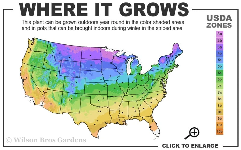 Iowa Juniper - 3 Gallon Pot 3 Iowa Juniper - 3 Gallon Pot - Image 3