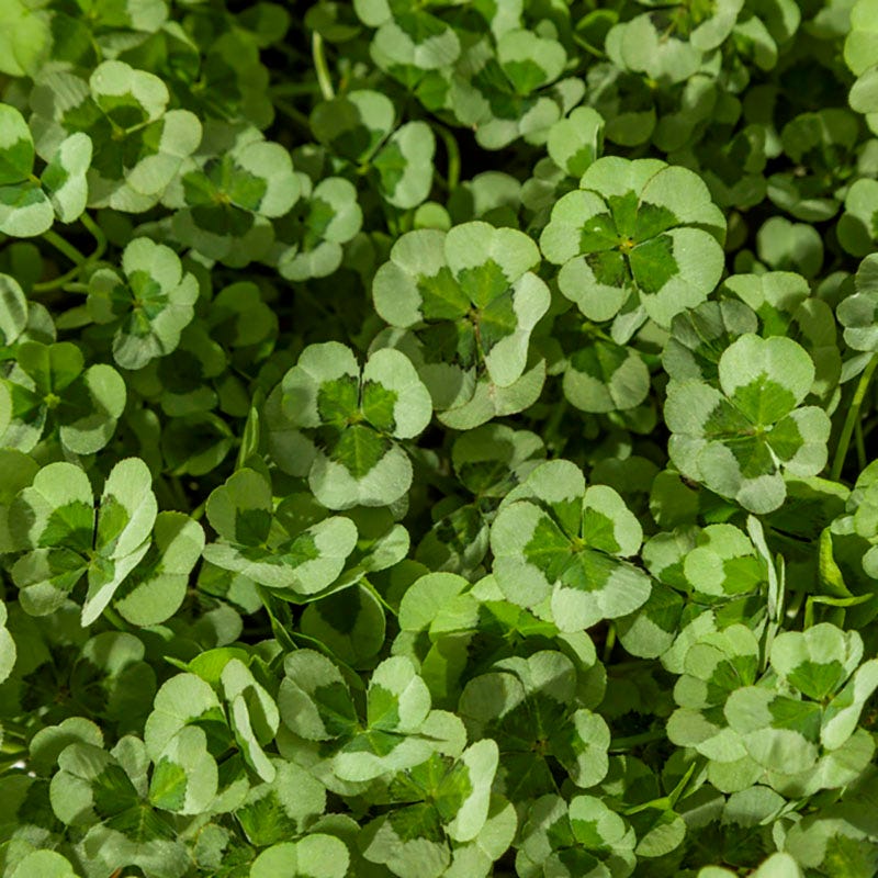 Wilson Bros Gardens -Wilson Bros Gardens 4 luck green glow 1