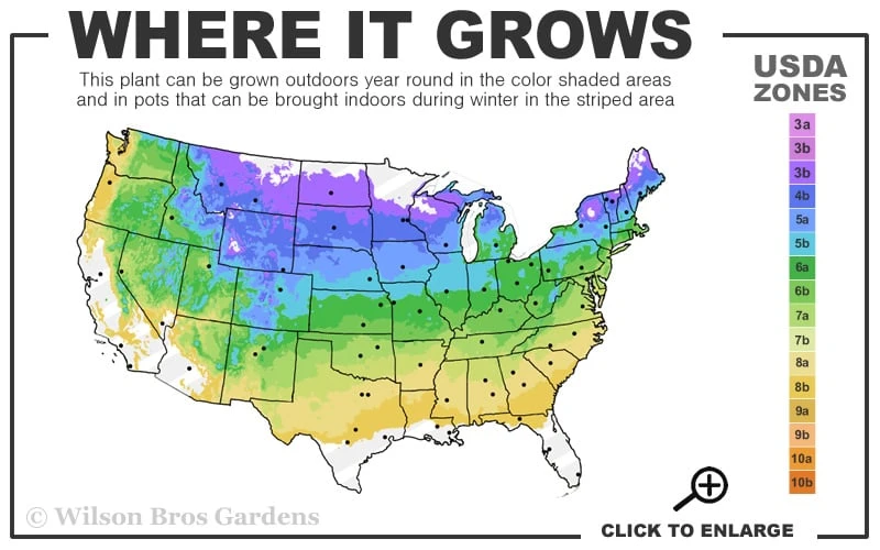 Shadblow Serviceberry Tree (Amelanchier Canadensis) - 1 Gallon Pot 3 Shadblow Serviceberry Tree (Amelanchier Canadensis) - 1 Gallon Pot - Image 3