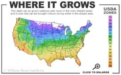 Popcorn Drift Groundcover Rose - 1 Gallon Pot -Wilson Bros Gardens 4a 11 1