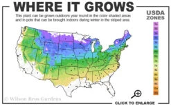 Northern Highbush Blueberry (Vaccinum Corymbosum) - 3 Gallon Pot -Wilson Bros Gardens 4a 8a 5