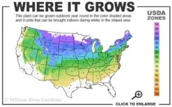 Heritage Raspberry - 1 Gallon Pot -Wilson Bros Gardens 4a 8a 6