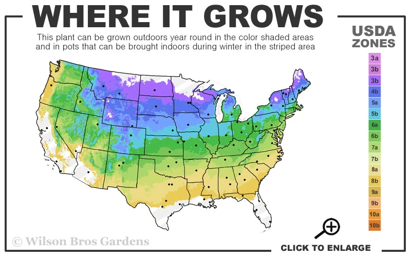 Whipcord Arborvitae (Single Trunk Topiary Tree) - 1 Gallon Pot 3 Whipcord Arborvitae (Single Trunk Topiary Tree) - 1 Gallon Pot - Image 3