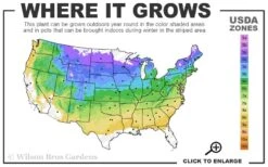 Red Mulberry Tree (Morus Rubra) - 5 Gallon Pot -Wilson Bros Gardens 4a 8b 94