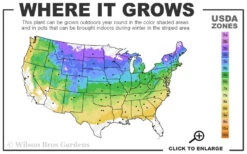Yoshino Flowering Cherry Tree - 3 Gallon Pot 7 Yoshino Flowering Cherry Tree - 3 Gallon Pot -Wilson Bros Gardens 4a 8b 97