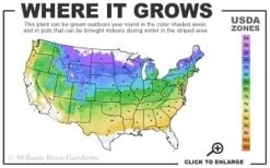 Highland Cream Creeping Thyme - 5 Pack Of Quart Pots -Wilson Bros Gardens 4a 8b thumbnail 8