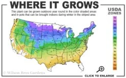 Black Locust Tree - 3 Gallon Pot 15 Black Locust Tree - 3 Gallon Pot -Wilson Bros Gardens 4a 9a 12