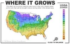 American Hazelnut (Filbert) - 1 Gallon Pot -Wilson Bros Gardens 4a 9b 7