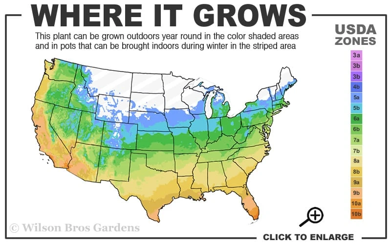 Moonglow Sweetbay Magnolia Tree (Magnolia Virginiana 'Jim Wilson') - 7 Gallon Pot (4-5') 3 Moonglow Sweetbay Magnolia Tree (Magnolia Virginiana 'Jim Wilson') - 7 Gallon Pot (4-5') - Image 3