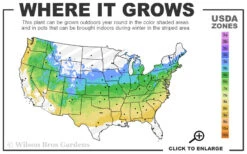 Yellow Bird Japanese Maple - 3 Gallon Pot 6 Yellow Bird Japanese Maple - 3 Gallon Pot -Wilson Bros Gardens 5a 8b 159