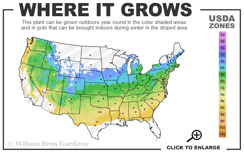 Yellow Bird Japanese Maple - 3 Gallon Pot 3 Yellow Bird Japanese Maple - 3 Gallon Pot - Image 3