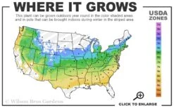 Fireglow Red Leaf Japanese Maple - 3 Gallon Pot 10 Fireglow Red Leaf Japanese Maple - 3 Gallon Pot -Wilson Bros Gardens 5a 8b 45