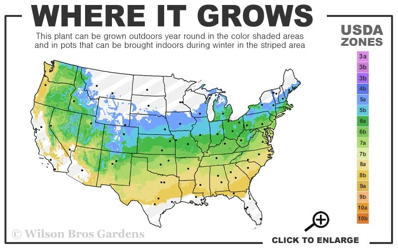 Skeeter's Broom Japanese Maple - 3 Gallon Pot 3 Skeeter's Broom Japanese Maple - 3 Gallon Pot - Image 3