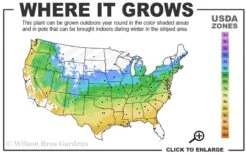 Ribbon Leaf Japanese Maple (Acer Palmatum 'Atrolineare') - 3 Gallon Pot 11 Ribbon Leaf Japanese Maple (Acer Palmatum 'Atrolineare') - 3 Gallon Pot -Wilson Bros Gardens 5a 9A 97