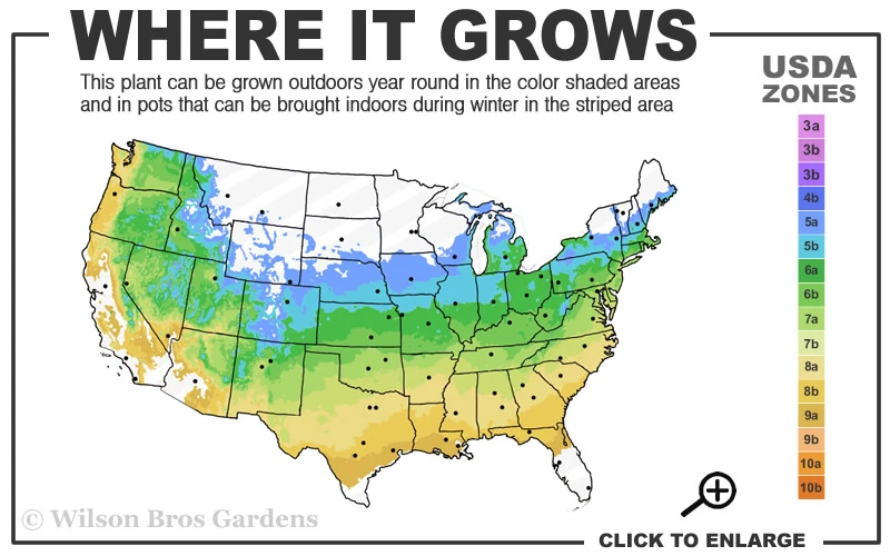 Viridis Dwarf Green Japanese Maple - 3 Gallon Pot 3 Viridis Dwarf Green Japanese Maple - 3 Gallon Pot - Image 3