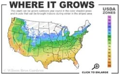 The Rising Sun Redbud Tree - 7 Gallon Pot (4-5') -Wilson Bros Gardens 5a 9b 392