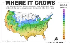 Willow Oak Tree (Quercus Phellos) - 1 Gallon Pot 11 Willow Oak Tree (Quercus Phellos) - 1 Gallon Pot -Wilson Bros Gardens 5a 9b 437