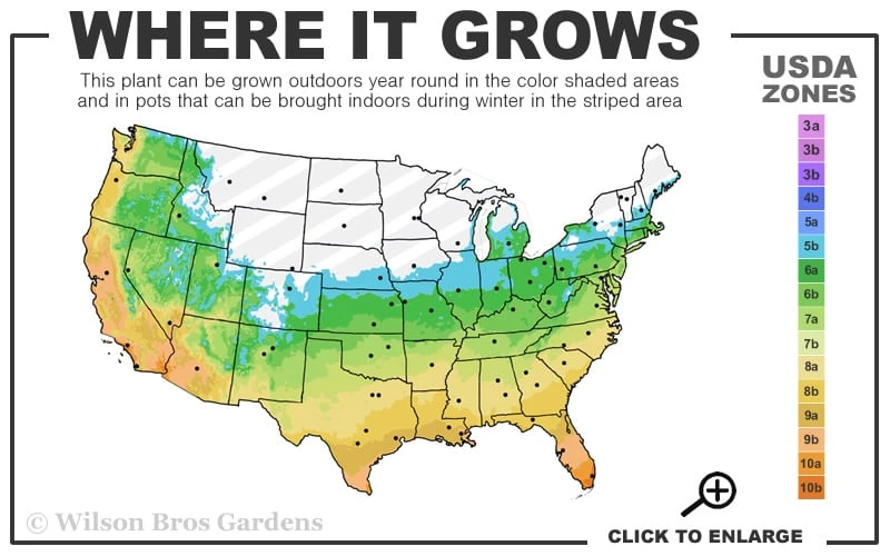 Black Mondo Grass - Ophiopogon Planiscapus 'Nigrescens' - 1 Gallon Pot 3 Black Mondo Grass - Ophiopogon Planiscapus 'Nigrescens' - 1 Gallon Pot - Image 3