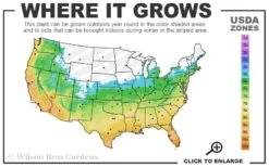 Sweetbay Magnolia - 1 Gallon Pot 9 Sweetbay Magnolia - 1 Gallon Pot -Wilson Bros Gardens 5b 11 34