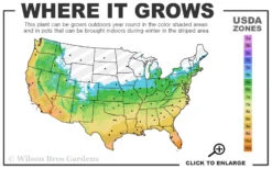 Sweetbay Magnolia (Single Trunk Tree Form) - 7 Gallon Pot (5-6') 10 Sweetbay Magnolia (Single Trunk Tree Form) - 7 Gallon Pot (5-6') -Wilson Bros Gardens 5b 11 43