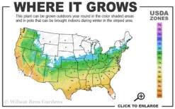 Orange Dream Japanese Maple - 1 Gallon Pot 9 Orange Dream Japanese Maple - 1 Gallon Pot -Wilson Bros Gardens 5b 9b 8