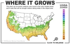 Russian 26 Cold Hardy Pomegranate - 1 Gallon Pot 9 Russian 26 Cold Hardy Pomegranate - 1 Gallon Pot -Wilson Bros Gardens 6B 11 1
