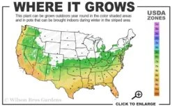 Leyland Cypress - 1 Gallon Pot 8 Leyland Cypress - 1 Gallon Pot -Wilson Bros Gardens 6a 10a 2