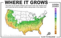 Double Feature Red Crape Myrtle - 3 Gallon Pot 9 Double Feature Red Crape Myrtle - 3 Gallon Pot -Wilson Bros Gardens 6a 10a 4