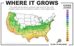 Pony Tails Mexican Feather Grass (Stipa Tennuissima) - 12 Pack Of Quart Pots -Wilson Bros Gardens 6a 10b 13