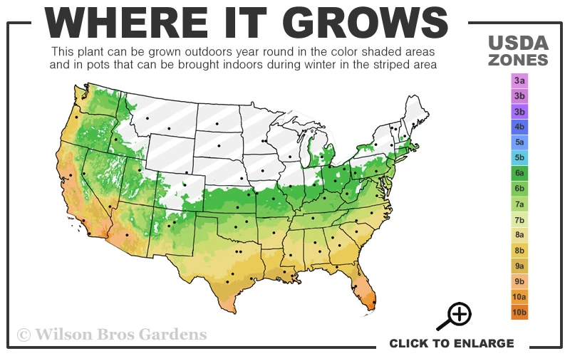 Sweet Shoot Bamboo - Phyllostachys Dulcis - 3 Gallon Pot (2-4') 3 Sweet Shoot Bamboo - Phyllostachys Dulcis - 3 Gallon Pot (2-4') - Image 3