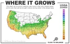 Ruscus Bamboo (Shibataea Kumasaca) - 1 Gallon Pot -Wilson Bros Gardens 6a 11 57