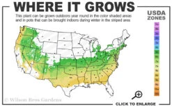 Dove Tree (Davidia Involucrata) - 3 Gallon Pot -Wilson Bros Gardens 6a 8b 20