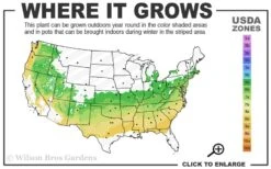 Otto Luyken English Laurel (Prunus Laurocersasus) - 1 Gallon Pot -Wilson Bros Gardens 6a 8b 8