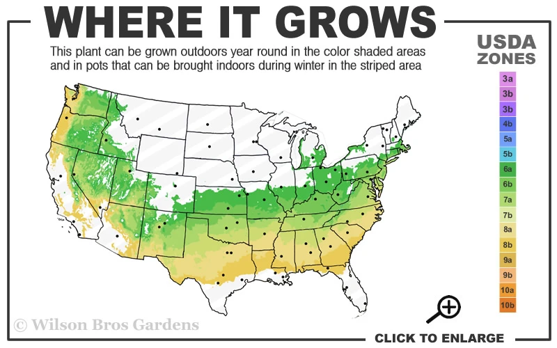 Mediterranean Pink Winter Heath (Erica Darleyensis) - 1 Gallon Pot 3 Mediterranean Pink Winter Heath (Erica Darleyensis) - 1 Gallon Pot - Image 3