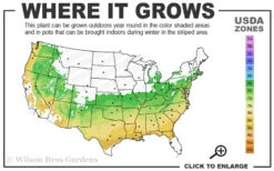 Orion Dwarf Red Japanese Maple - 1 Gallon Pot 8 Orion Dwarf Red Japanese Maple - 1 Gallon Pot -Wilson Bros Gardens 6a 9a 7